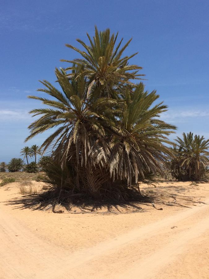 Dar Jasmin Djerba Bed & Breakfast Temlale ภายนอก รูปภาพ